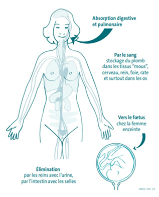 Image santé pour le corps